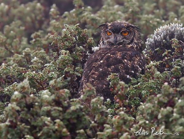 Cape Eagle-owl